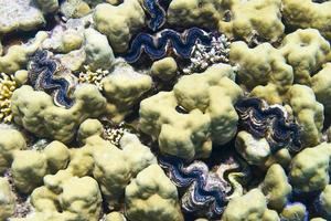 A group of Tridacna clams photo
