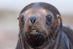 bebé recién nacido león marino en la playa foto