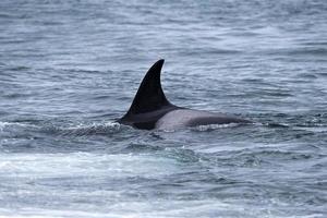 Orca killer whale near the beach in Patagonia photo