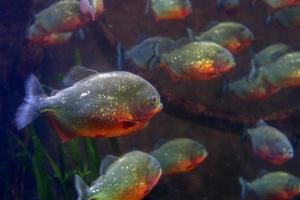 piranha fish close up underwater photo