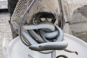 The traditional eel festival in Comacchio Italy photo