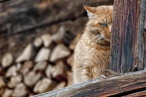 a red and brown cat while hiding photo