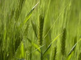 green wheat field in spring photo