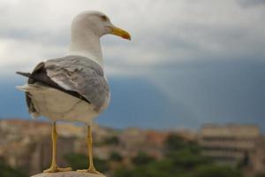 Seagull looking at Coliseum colosseum in Rome, Italy photo