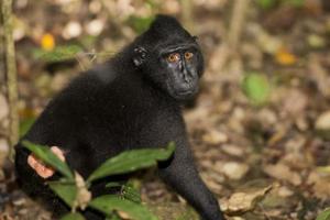 crested black macaque while looking at you in the forest photo