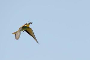A bee eater bird flying with a fly photo
