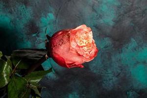 Bouquet of roses for the holiday. Women's day, Valentine's day, name day. On a dark background. photo