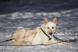 sledding in lapland photo