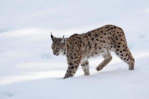 Lynx on the snow background while looking at you photo