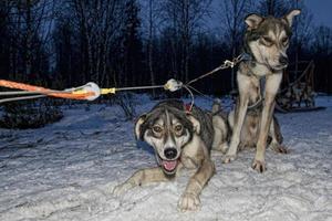 sledding with sled dog in lapland in winter time photo