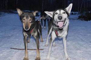 sledding in lapland photo