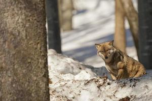 wolf eating in the snow photo