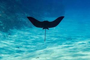 manta raya águila mientras bucea en maldivas foto