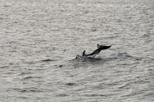 dolphin jumping in the deep blue sea photo