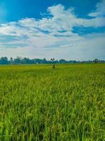 Traditional rice farming landscape of rice fields and blue sky. photo