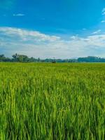 Indonesian traditional rice farming landscape. Indonesian rice fields. Rice fields and blue sky in Indonesia. photo