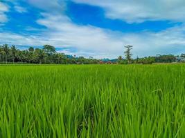 Rice field farm landscape and beautiful blue sky. photo