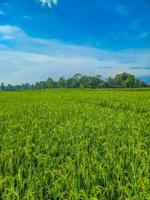 Indonesian traditional rice farming landscape. Indonesian rice fields. Rice fields and blue sky in Indonesia. photo