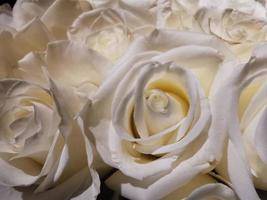 ramo de alfombra de muchas rosas blancas foto