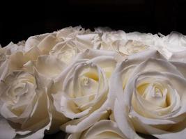 Many white roses carpet bouqet photo