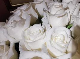 Many white roses carpet bouqet photo