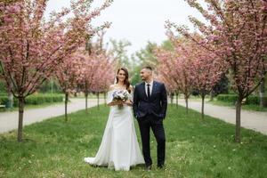 newlyweds walk in the park among cherry blossoms photo