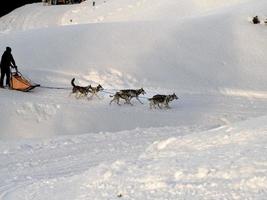 Sled dog in snowy mountains photo