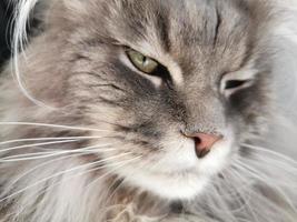 maine coon cat looking at you photo