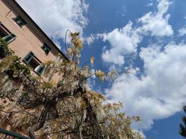 white wisteria hanging from pergola photo