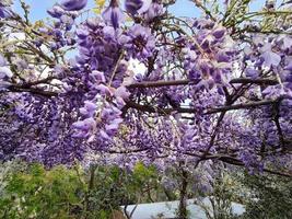 wisteria hanging from pergola on sunny day photo