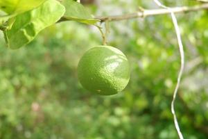 Citrus aurantiifolia or lime hangin on the tree photo