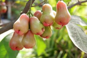 Syzygium aqueum or water apple or water guava hanging on the tree photo