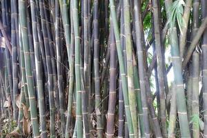 Fresh bamboo forest with blackish green color photo