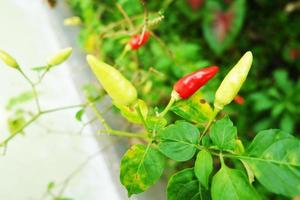 rojo verde chile pimientos en el jardín foto