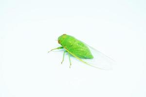 green cicadas in white background photo