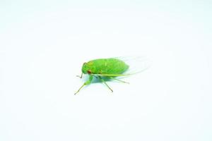 Cicadidae, the true green cicadas in white background photo