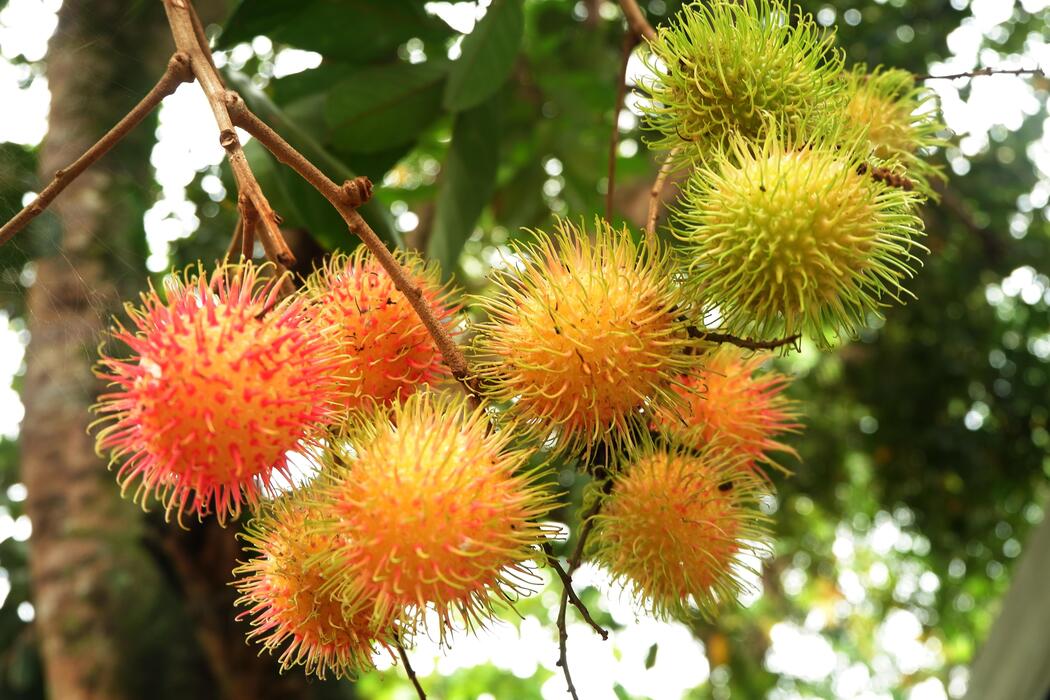 Rambutan Tree Stock Photos, Images and Backgrounds for Free Download