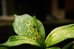 saltamontes en aglaonema hoja un mimetismo o camuflaje foto