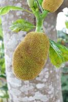 Fresh Young Green Jackfruit in the tree with trunk tree background photo