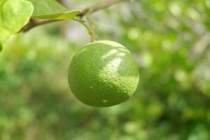 lime hanging on the tree photo