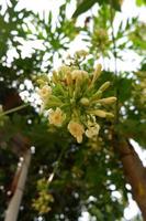 Papaya flowers and buds on the plant. Papaya flower or pawpaw flower are booming and beautiful photo