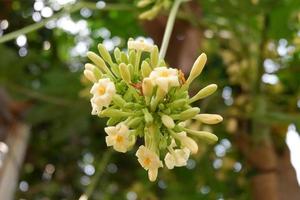 Papaya flowers and buds on the plant. Papaya flower or pawpaw flower are booming and beautiful in with papaya tree background photo