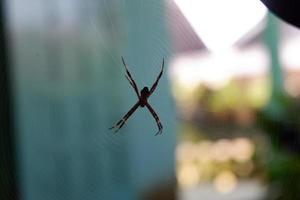 close up spider with blur background photo