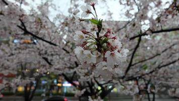 closeup of famous cherry blossoms bloomed early this year photo