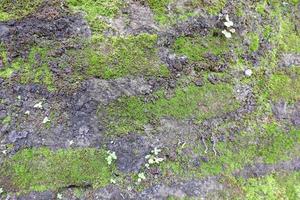 green moss in the stone wall photo