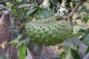 big fresh and green soursop with thorns photo