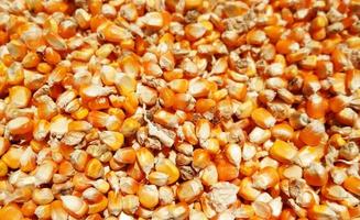 corn seeds are dried in the sun ,texture of dry corn seeds photo