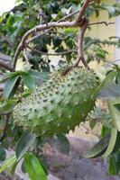 Big Soursop Fruit with Leaf Background photo