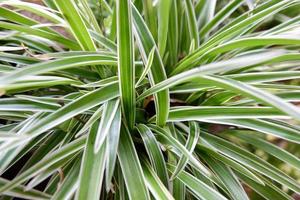 beautiful photo of chlorophytum comosum