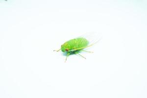 Green Cicadas on a Crisp White Background photo